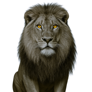 Majestic male lion staring forward with strength and confidence, symbolizing courage during divorce.